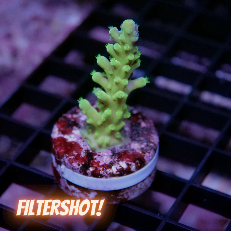 Acropora austera - SciReef Twin - Grade 1