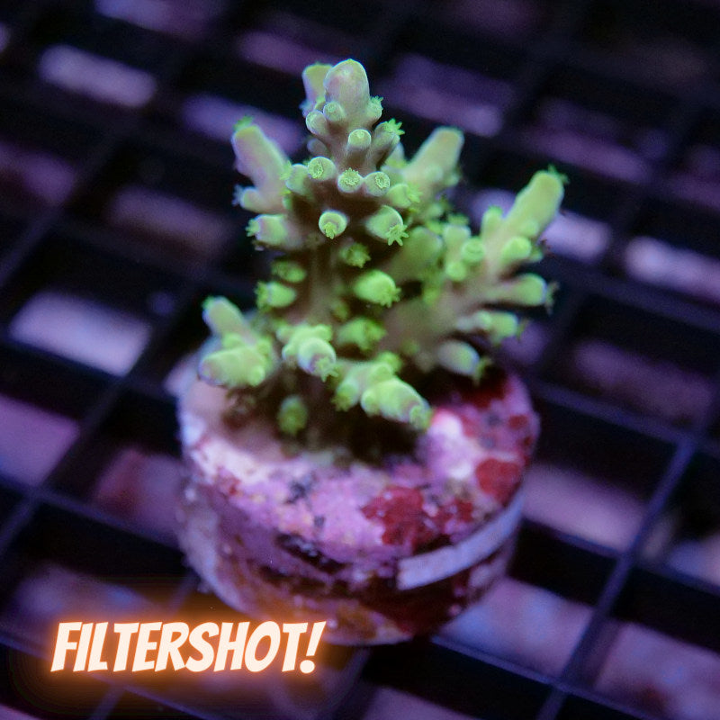 Acropora austera - SciReef Twin - Grade 1