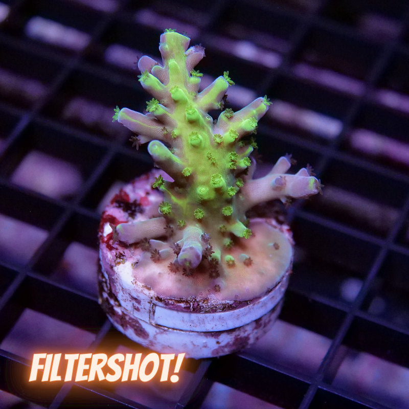 Acropora austera - SciReef Twin - Grade 1