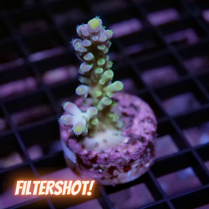 Acropora austera - SciReef Twin - Grade 1