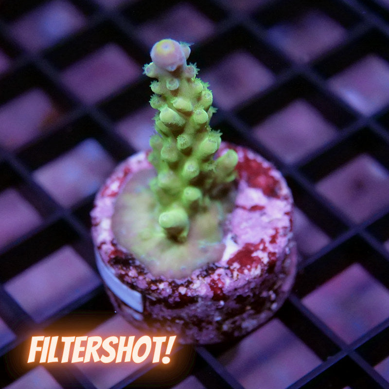 Acropora austera - SciReef Twin - Grade 1