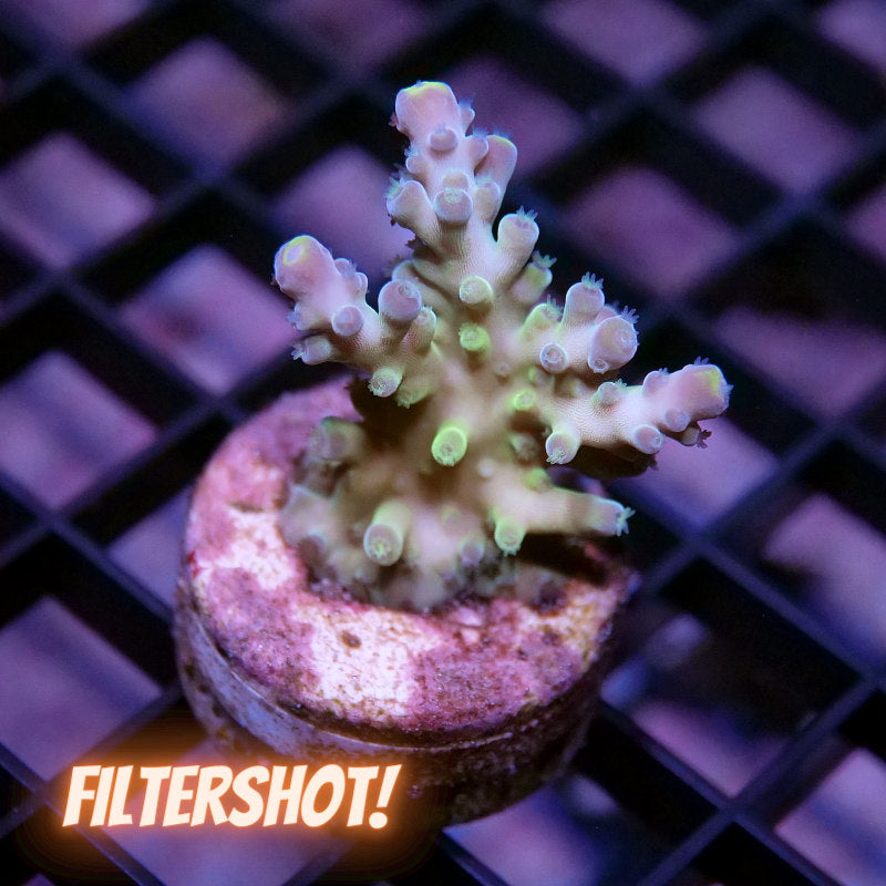 Acropora austera - SciReef Twin - Grade 1