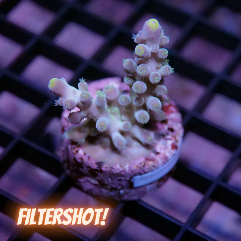Acropora austera - SciReef Twin - Grade 1