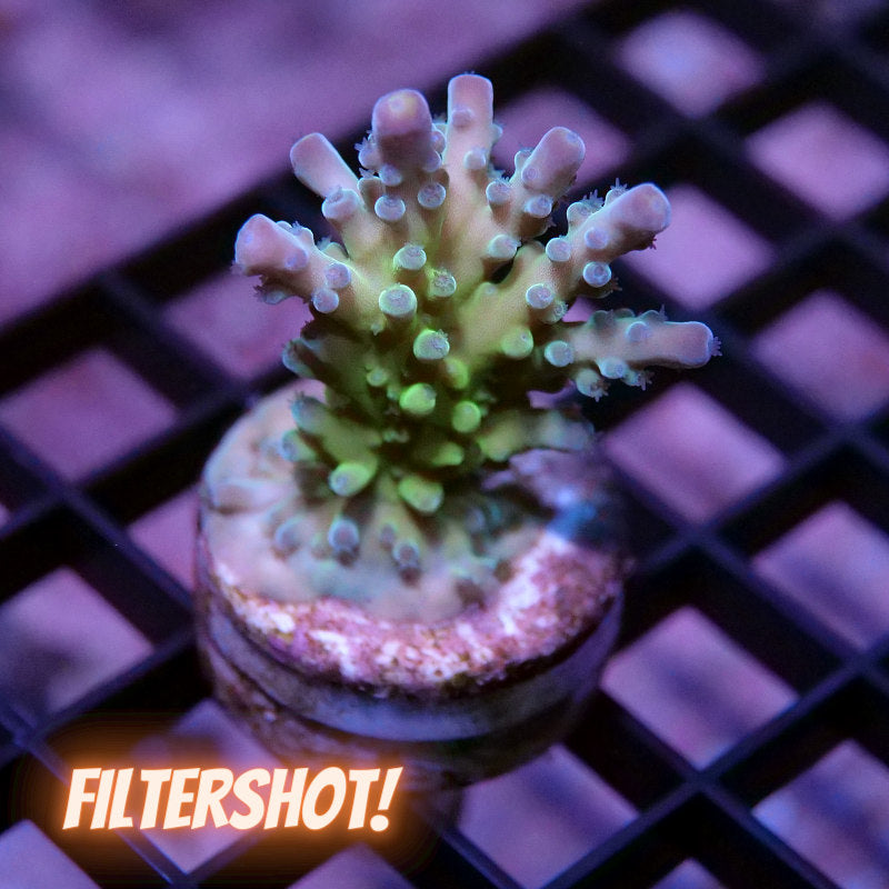 Acropora austera - SciReef Twin - Grade 1