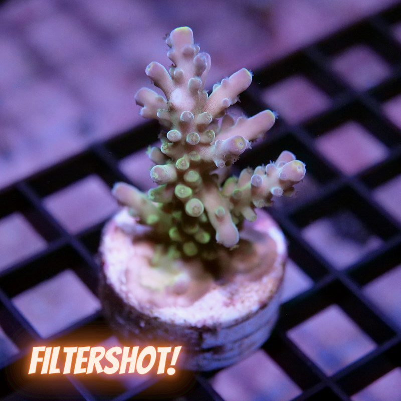 Acropora austera - SciReef Twin - Grade 1