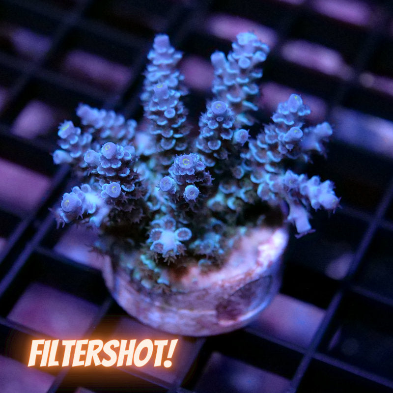 Acropora kenti - Grade 2