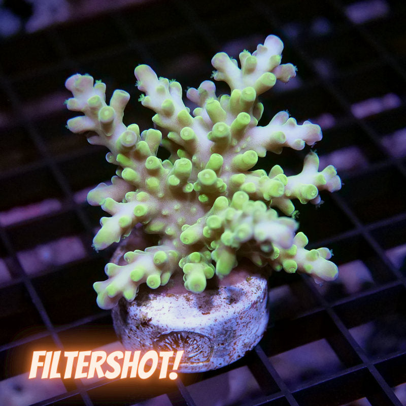 Acropora austera - SciReef Twin - Grade 2