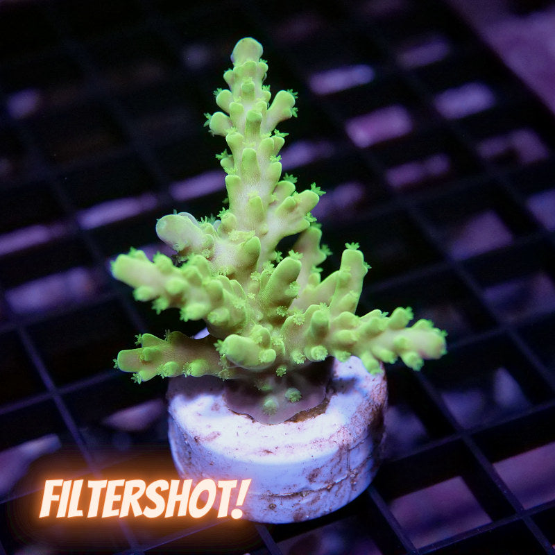 Acropora austera - SciReef Twin - Grade 2
