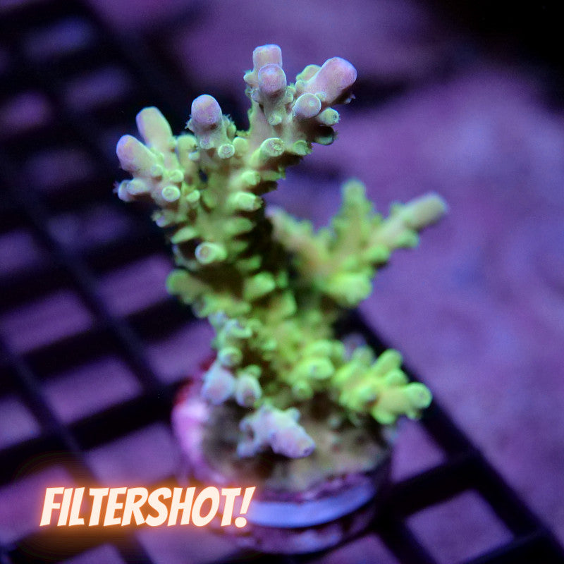 Acropora austera - SciReef Twin - Grade 2