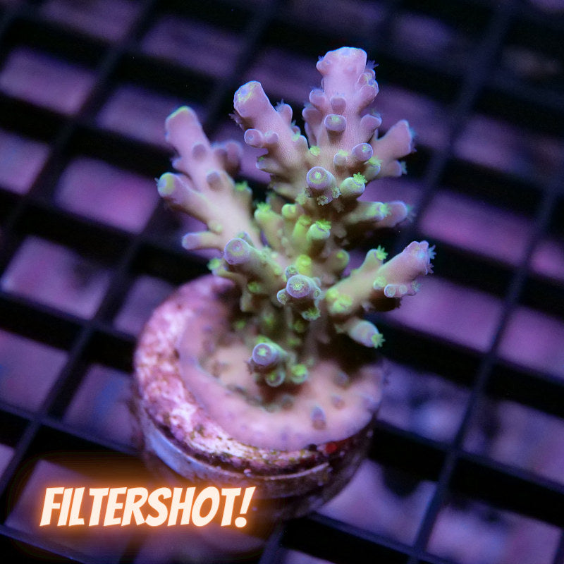 Acropora austera - SciReef Twin - Grade 2