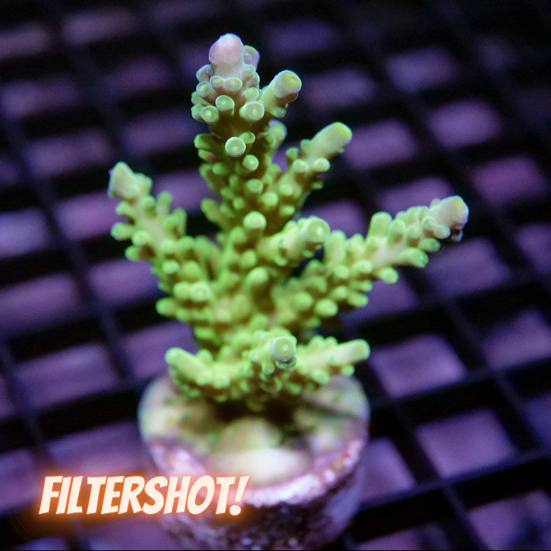Acropora austera - SciReef Twin - Grade 2