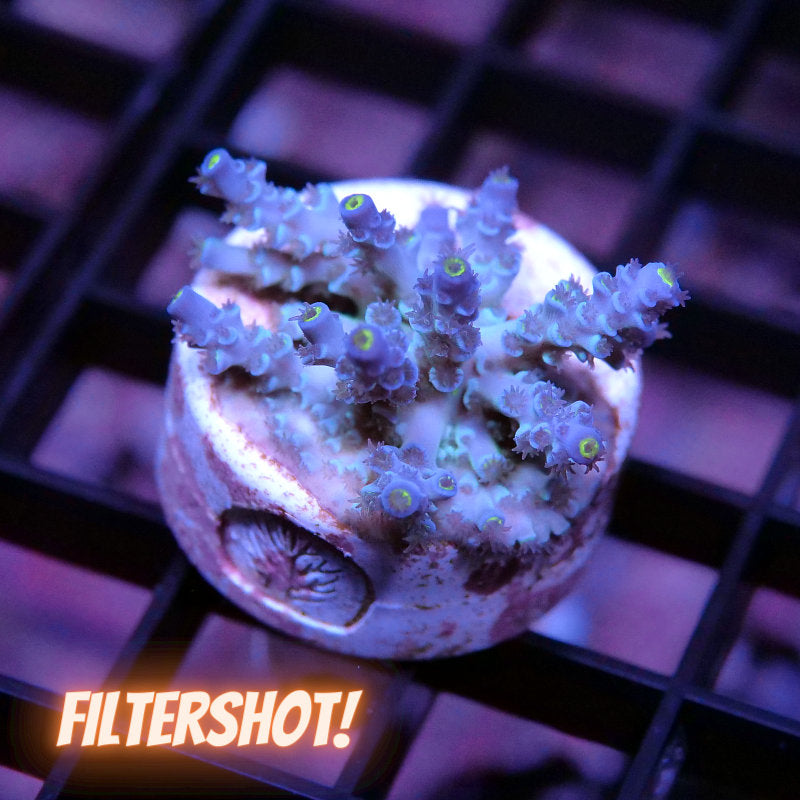 Acropora kenti - Grade 2