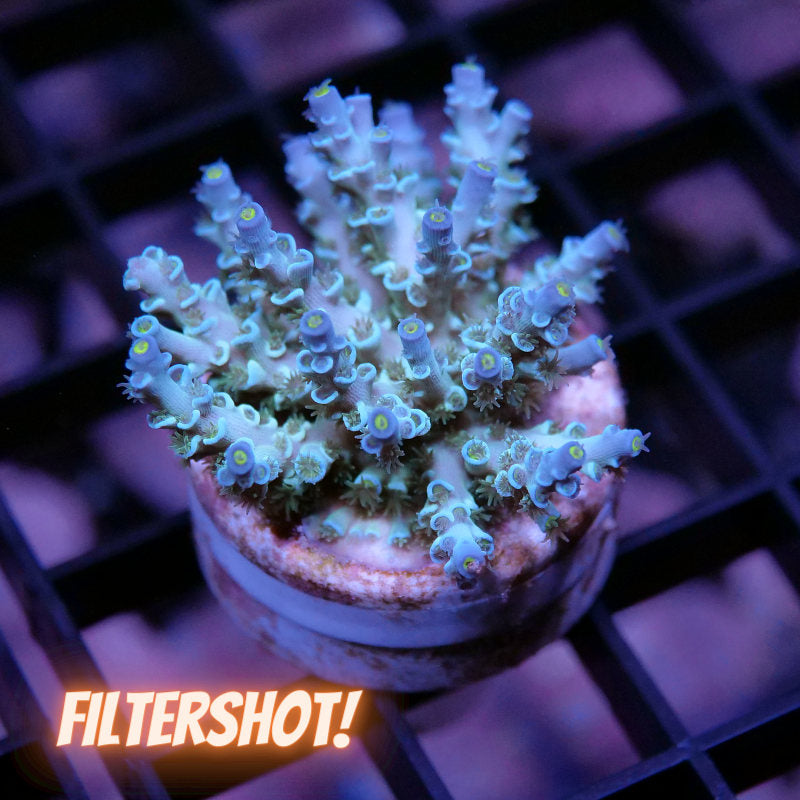 Acropora kenti - Grade 3