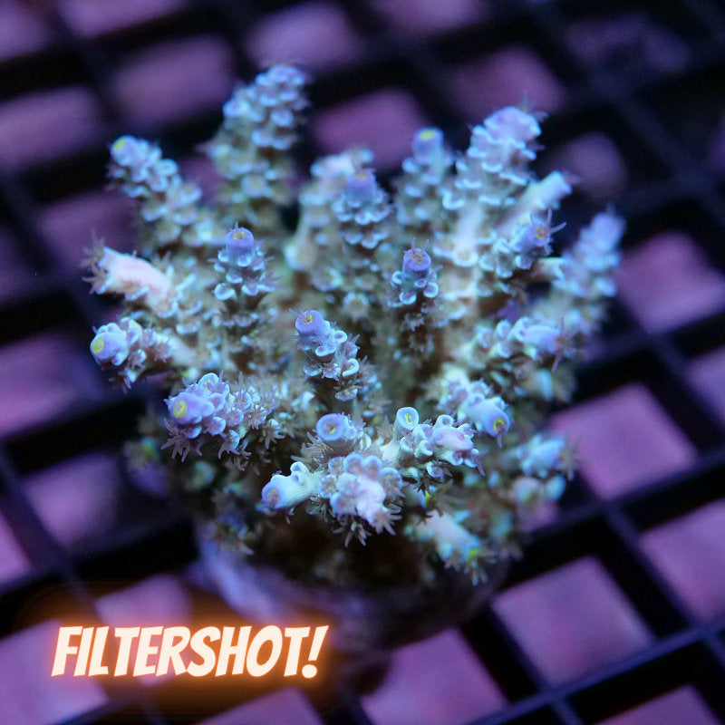 Acropora kenti - Grade 3