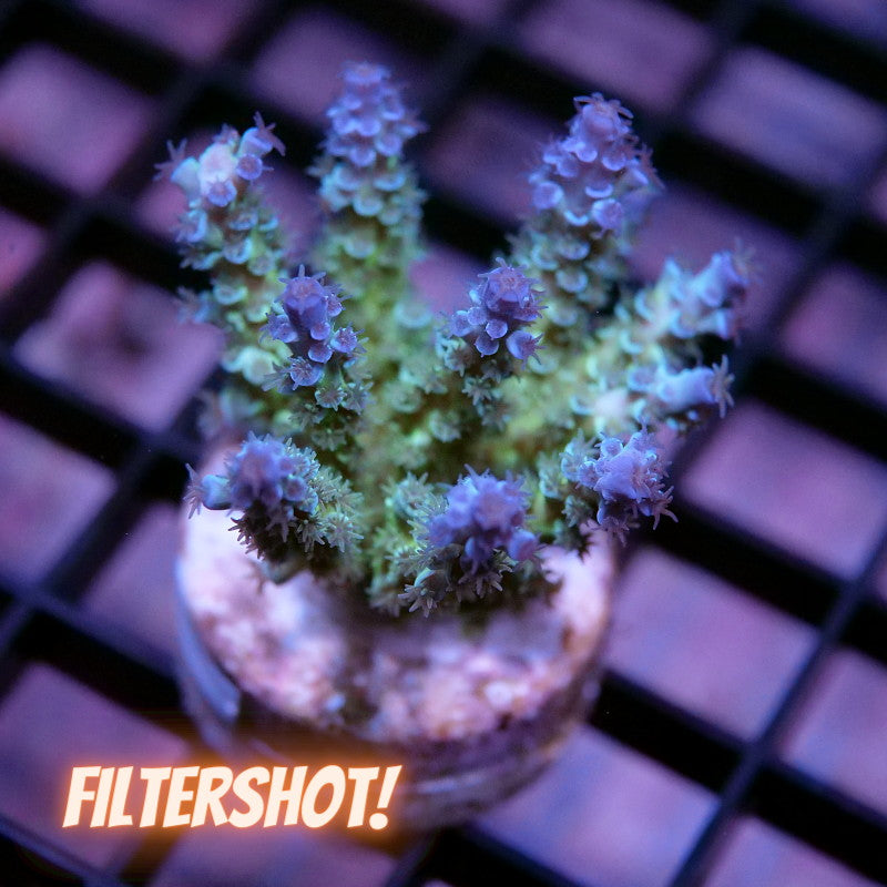 Acropora kenti - Grade 3