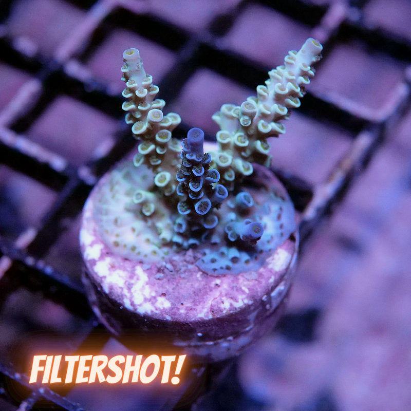 Acropora kenti - Chimera