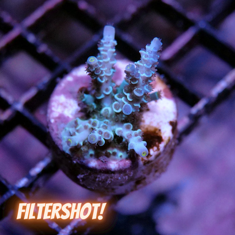 Acropora kenti - Chimera