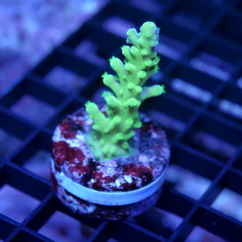 Acropora austera - SciReef Twin - Grade 1
