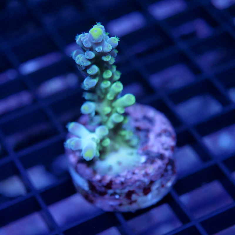 Acropora austera - SciReef Twin - Grade 1