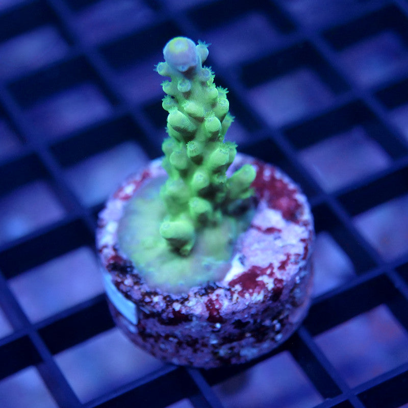 Acropora austera - SciReef Twin - Grade 1