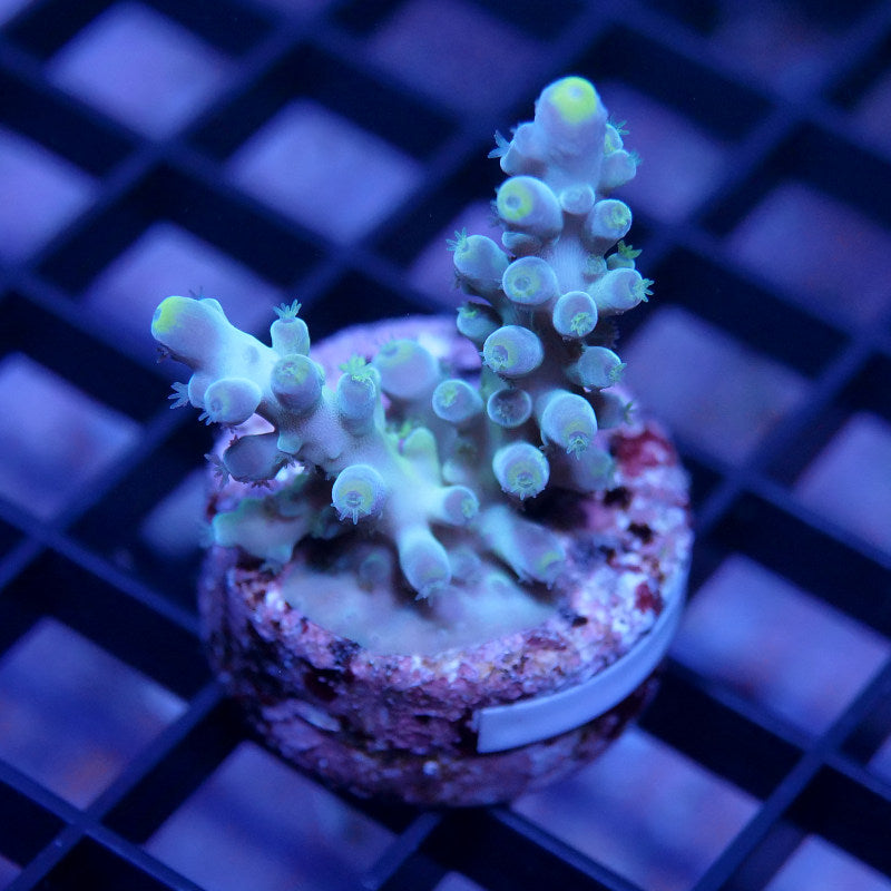 Acropora austera - SciReef Twin - Grade 1