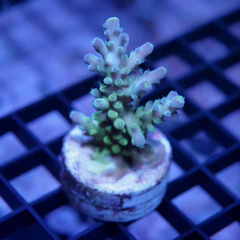 Acropora austera - SciReef Twin - Grade 1