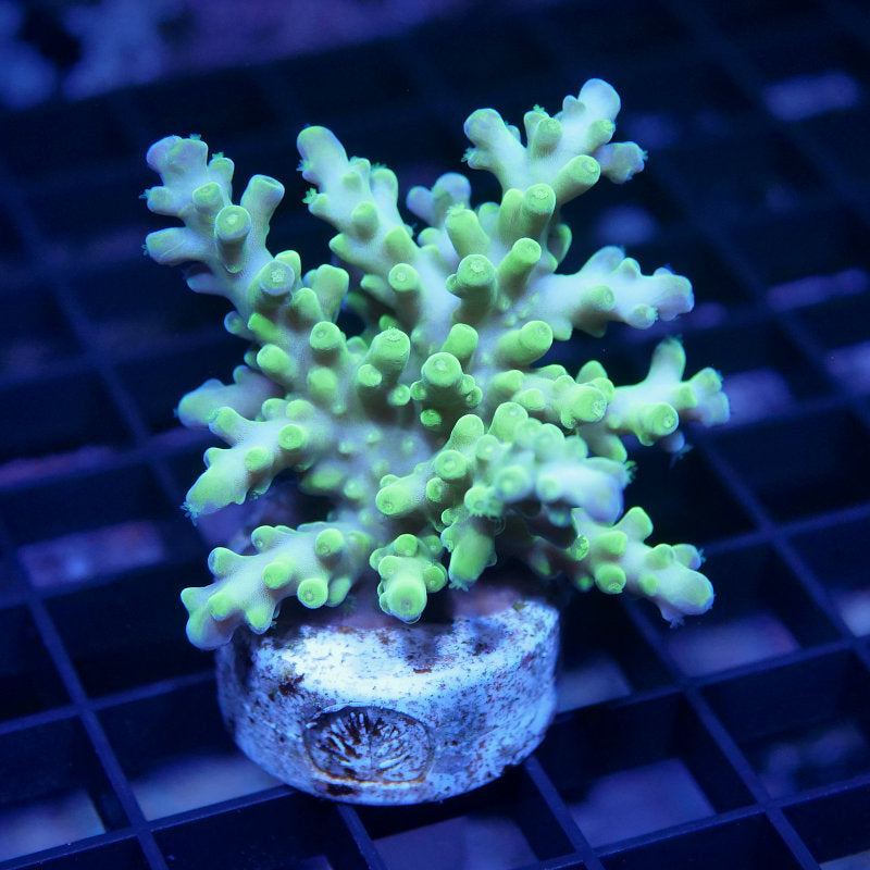 Acropora austera - SciReef Twin - Grade 2