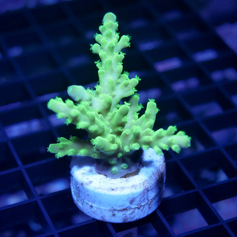 Acropora austera - SciReef Twin - Grade 2