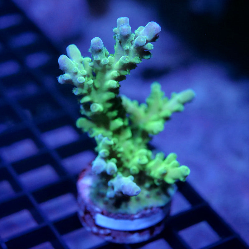 Acropora austera - SciReef Twin - Grade 2