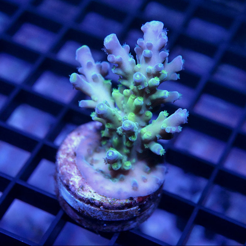 Acropora austera - SciReef Twin - Grade 2