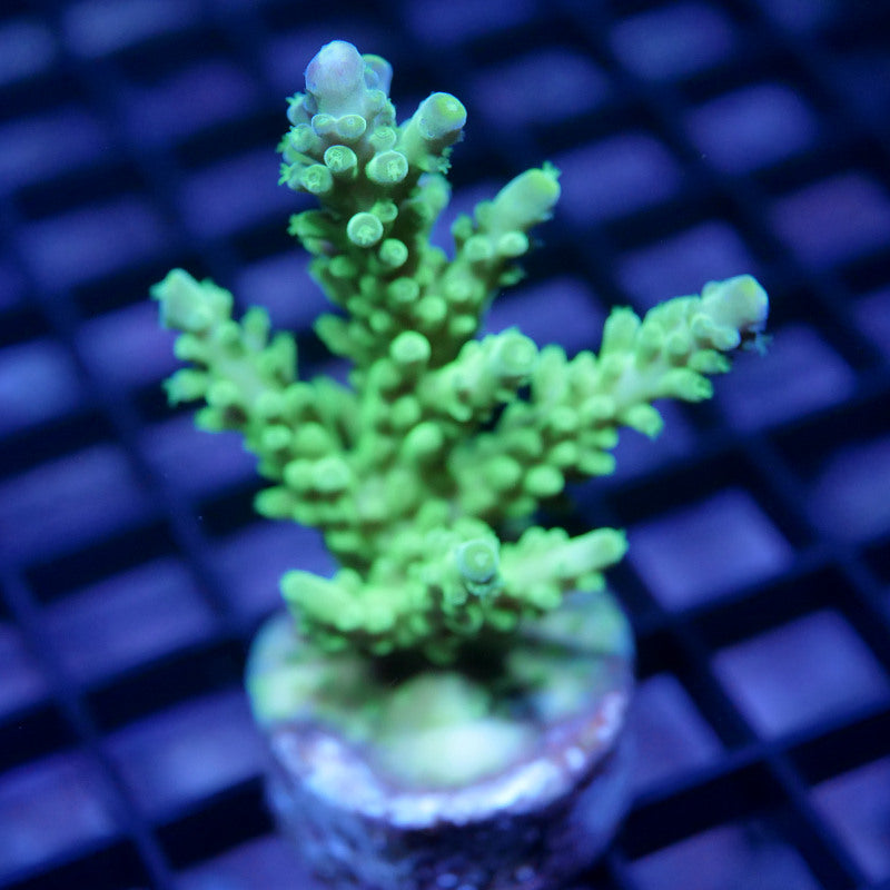 Acropora austera - SciReef Twin - Grade 2