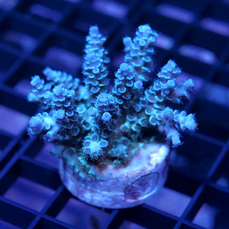 Acropora kenti - Grade 2