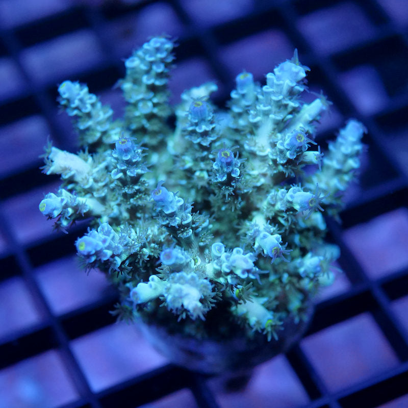 Acropora kenti - Grade 3