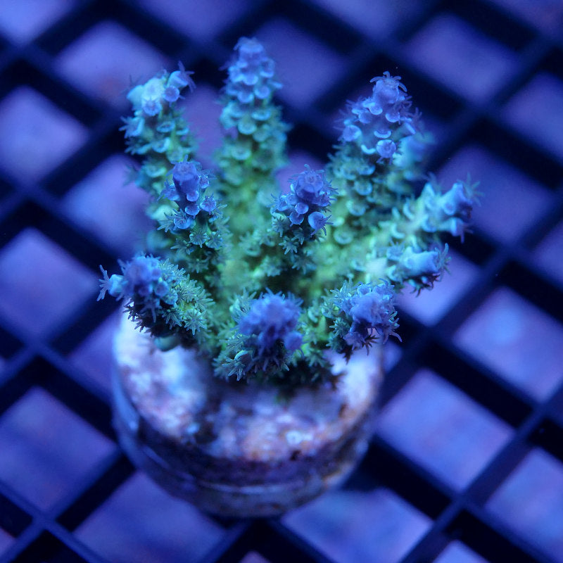 Acropora kenti - Grade 3