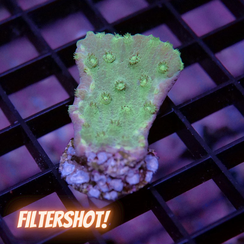 Turbinaria sp. 'Lemon Lime'