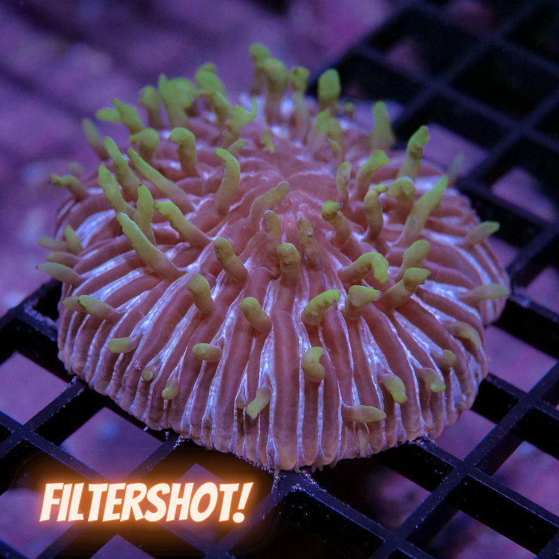 Cycloseris sp. 'Rainbow' L