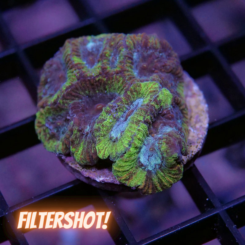 Favia sp. 'Toxic Spill'