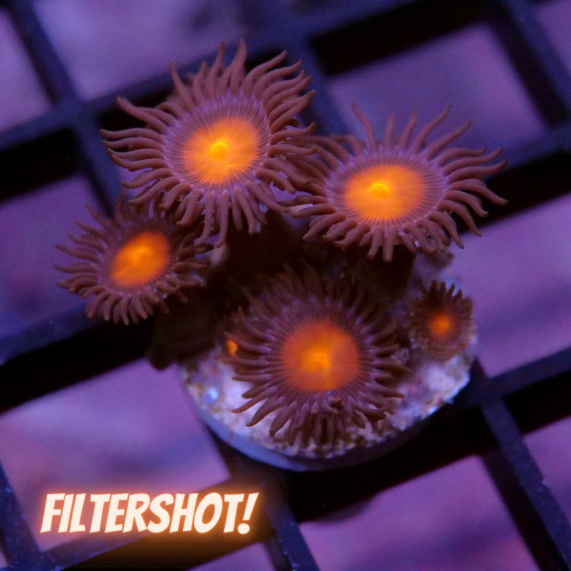 Zoanthus sp. 'Hawaiian Sunset'