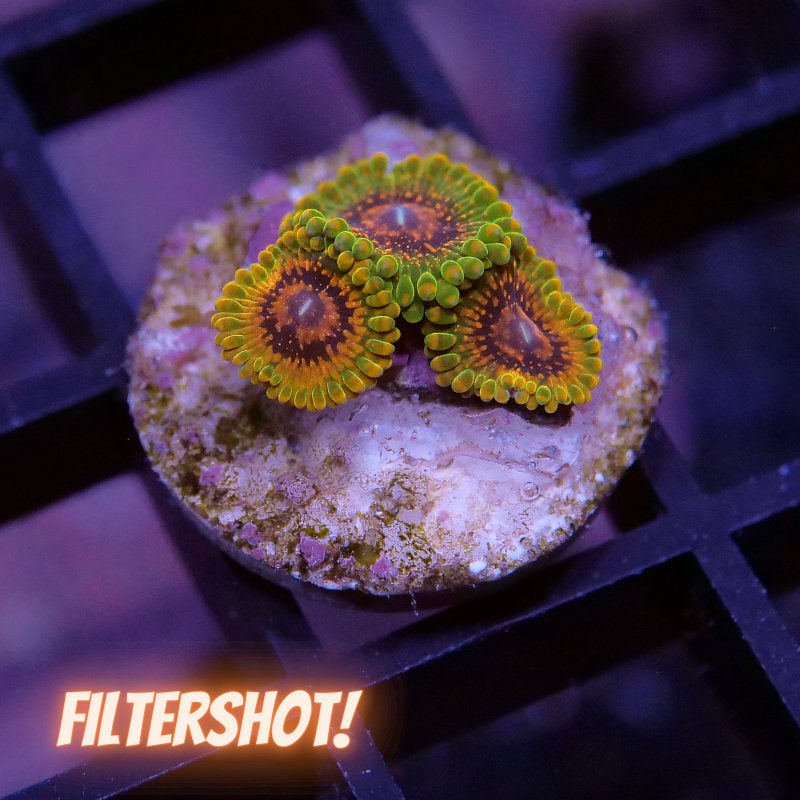 Zoanthus sp. 'Grand Master Krakatoa'