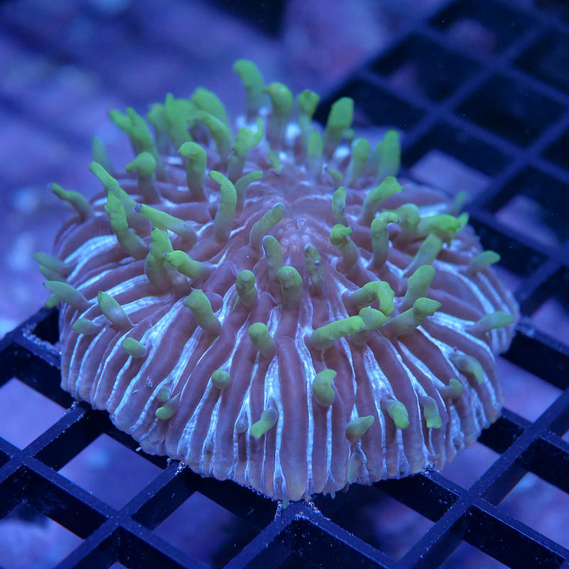 Cycloseris sp. 'Rainbow' L