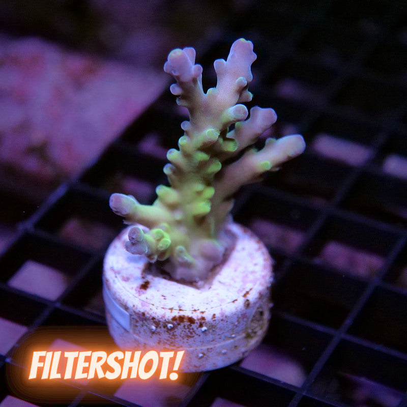 Acropora austera - SciReef Twin - Grade 1
