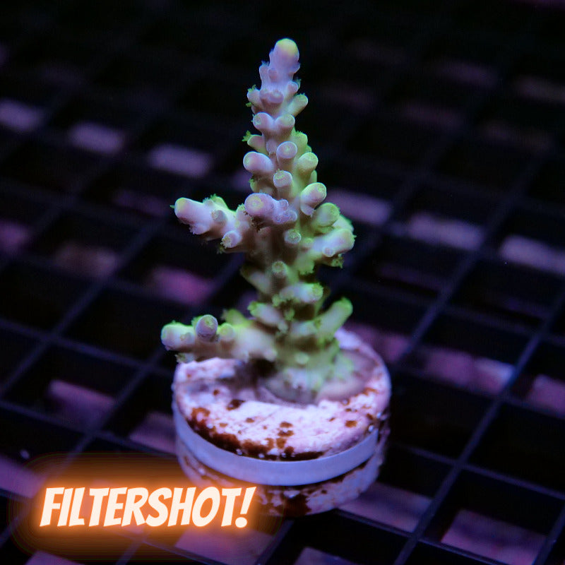 Acropora austera - SciReef Twin - Grade 1