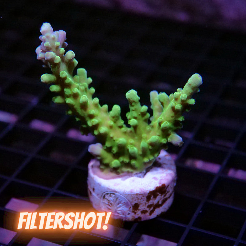 Acropora austera - SciReef Twin - Grade 1