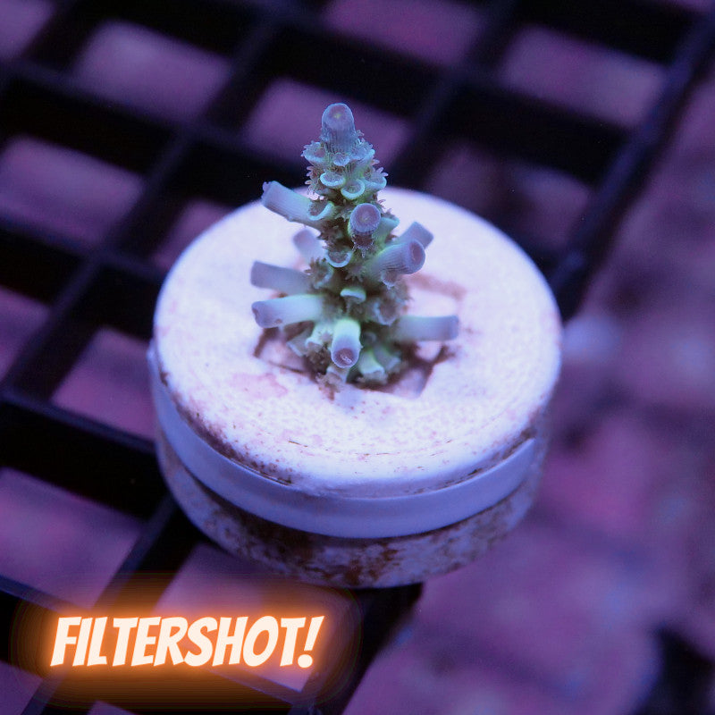 Acropora kenti - SciReef Twin - Grade 1