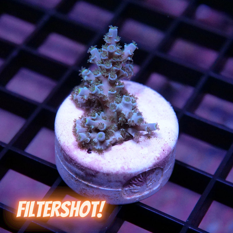 Acropora kenti - SciReef Twin - Grade 1