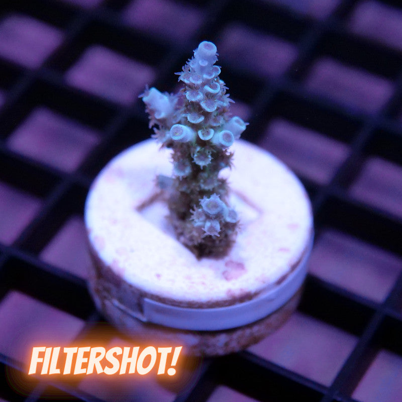 Acropora kenti - SciReef Twin - Grade 1