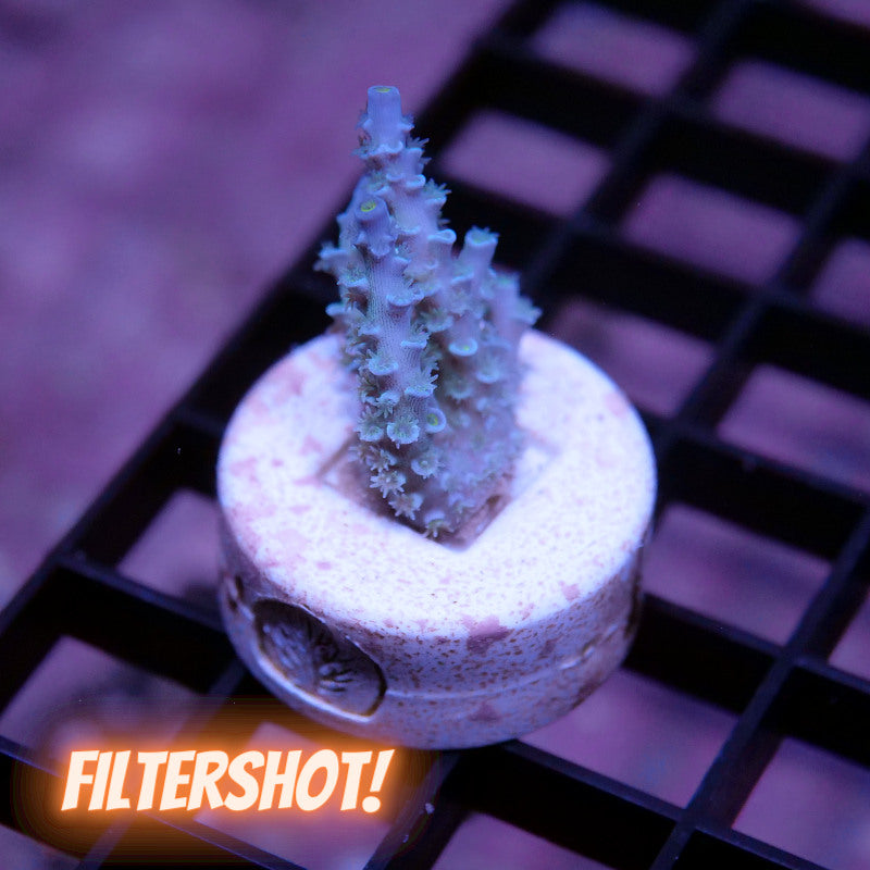 Acropora kenti - SciReef Twin - Grade 1