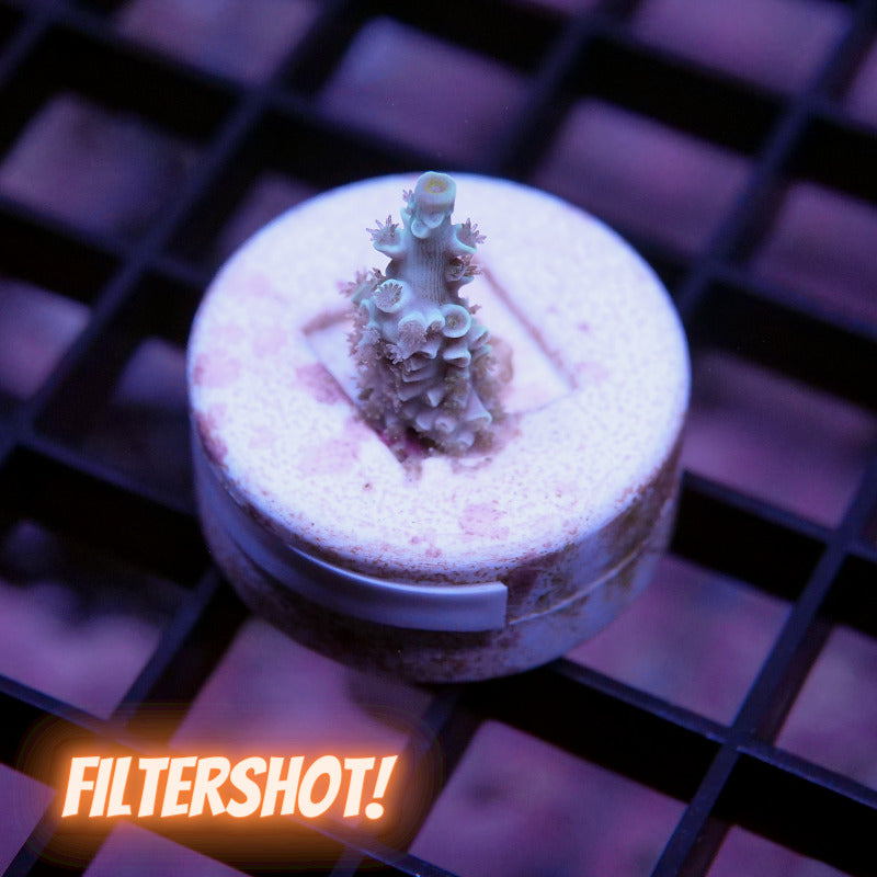 Acropora kenti - SciReef Twin - Grade 1