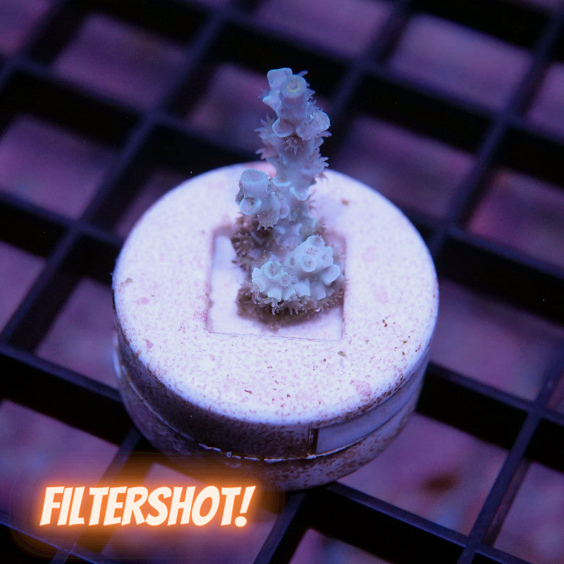 Acropora kenti - SciReef Twin - Grade 1