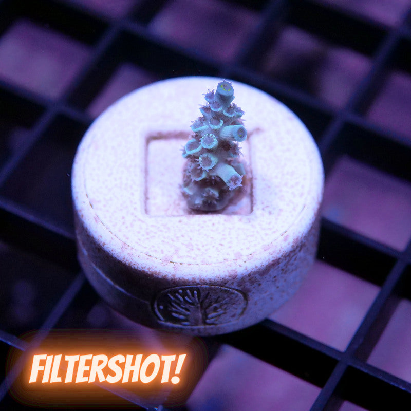 Acropora kenti - SciReef Twin - Grade 1